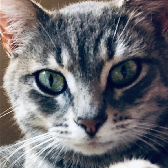 Meet your Posher, Dawn - Picture 4 of 16